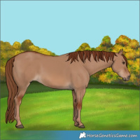 Horse Color:Red Dun