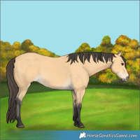 Horse Color:Buckskin 