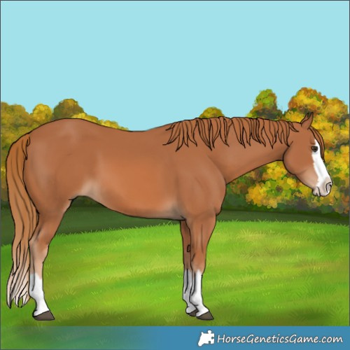 Horse Color:Chestnut Splash 