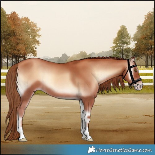 Horse Color:Gold Champagne Onyx 