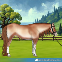Horse Color:Gold Champagne Onyx 