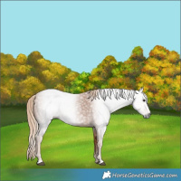 Horse Color:Gray Chestnut 
