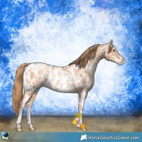 Horse Color:Gold Champagne Pearl Near Leopard Rabicano  and Gold Champagne Pearl Near Leopard Rabicano 