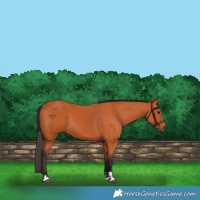 Horse Color:Bay 