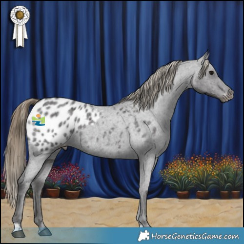 Horse Color:Smoky Blue Roan Appaloosa Rabicano 