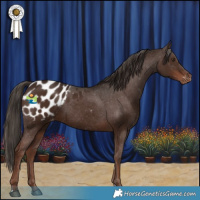 Horse Color:Liver Chestnut Appaloosa