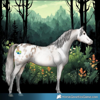 Horse Color:Gray Bay Dun Appaloosa Rabicano 