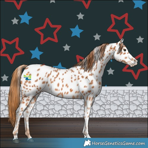 Horse Color:Chestnut Appaloosa Rabicano 