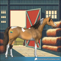 Horse Color:Buckskin Tobiano 