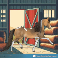 Horse Color:Buckskin Tobiano