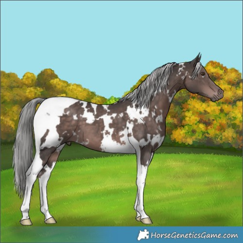 Horse Color:Platinum White Spotted Liver Chestnut Tobiano 