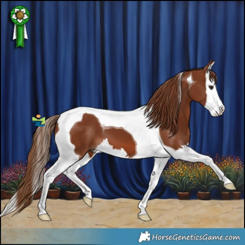 Horse Color:Chestnut Splash Tobiano 