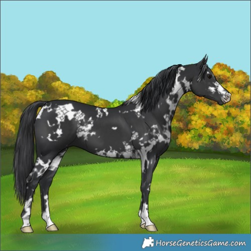 Horse Color:Platinum White Spotted Black 