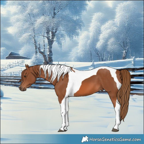 Horse Color:Chestnut Tobiano 