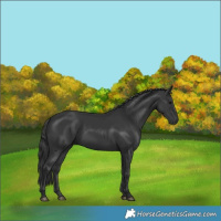 Horse Color:Black 