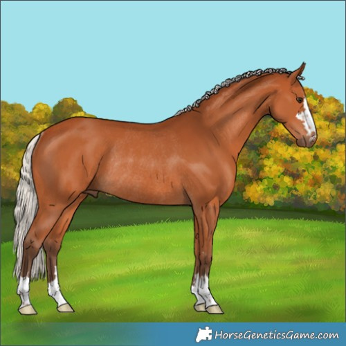 Horse Color:Silver Bay Rabicano 