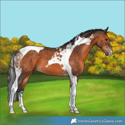 Horse Color:Brown Tobiano 