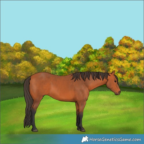 Horse Color:Unknown 