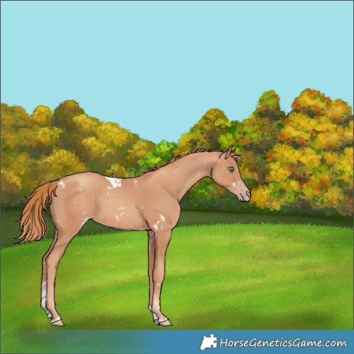 Horse Color:White Spotted Gold Champagne Tobiano 