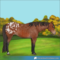 Horse Color:Bay Sabino Rabicano  and Bay Sabino Appaloosa Rabicano 