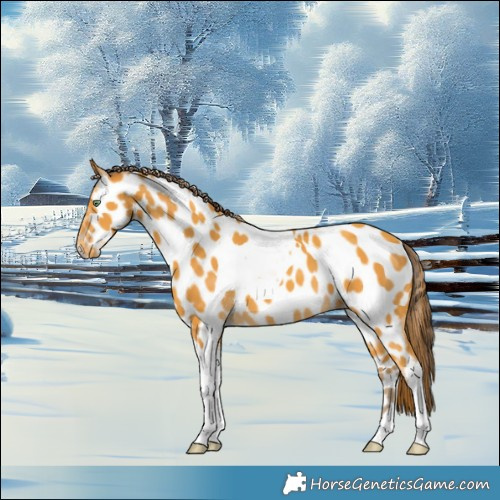 Horse Color:Amber Cream Champagne Tobiano Appaloosa 