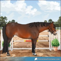 Horse Color:Brown 