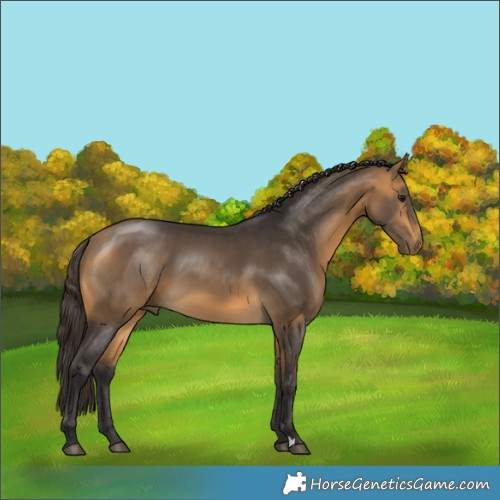 Horse Color:Buckskin 