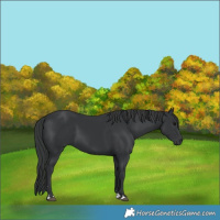 Horse Color:Black 
