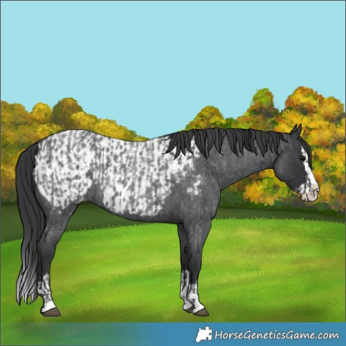 Horse Color:Unknown 