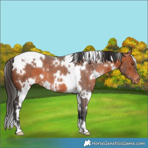 Horse Color:White Spotted Bay Appaloosa 