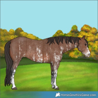 Horse Color:Brown Sabino Rabicano  and Brown Sabino Rabicano 