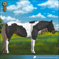 Horse Color:Liver Chestnut Tobiano 