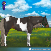 Horse Color:Liver Chestnut Tobiano 