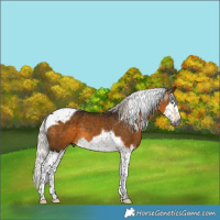 Horse Color:Gray Silver Buckskin Splash Tobiano 