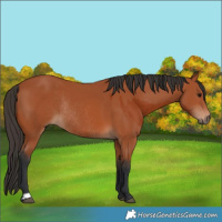 Horse Color:Bay Sabino Rabicano  and Bay Rabicano 