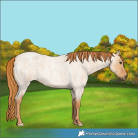 Horse Color:Red Dun Roan 