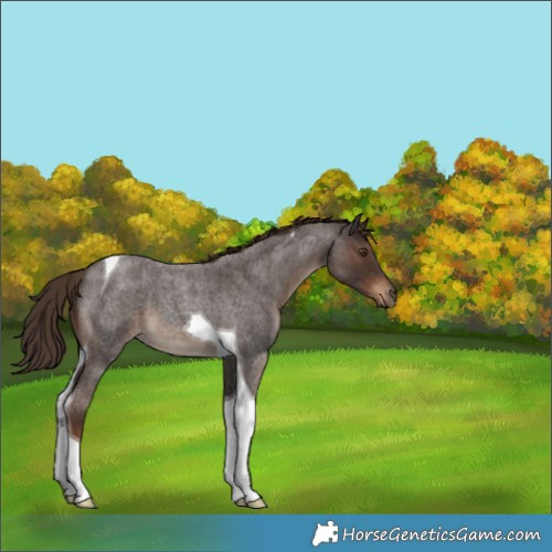 Horse Color:Liver Red Roan Tobiano