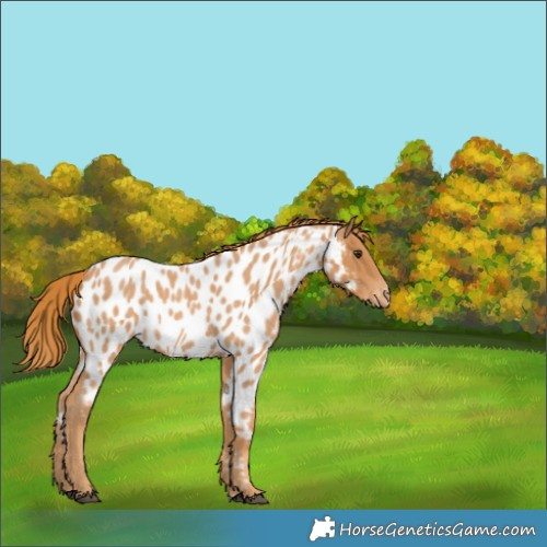 Horse Color:Red Roan Appaloosa