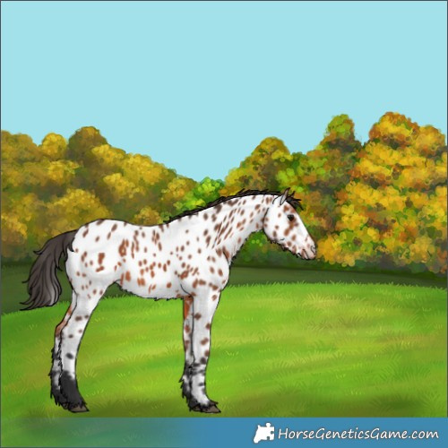 Horse Color:Bay Appaloosa 