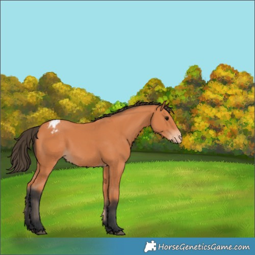 Horse Color:Bay Appaloosa 