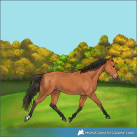 Horse Color:Bay 