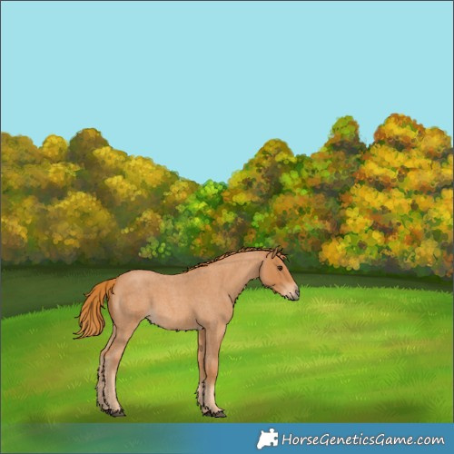 Horse Color:Red Roan 