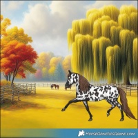Horse Color:Liver Chestnut Near Leopard 
