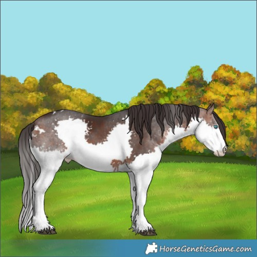 Horse Color:White Spotted Brown Splash 