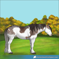 Horse Color:White Spotted Brown Splash 