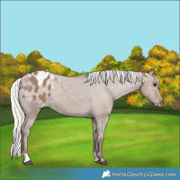 Horse Color:Silver Grullo Appaloosa