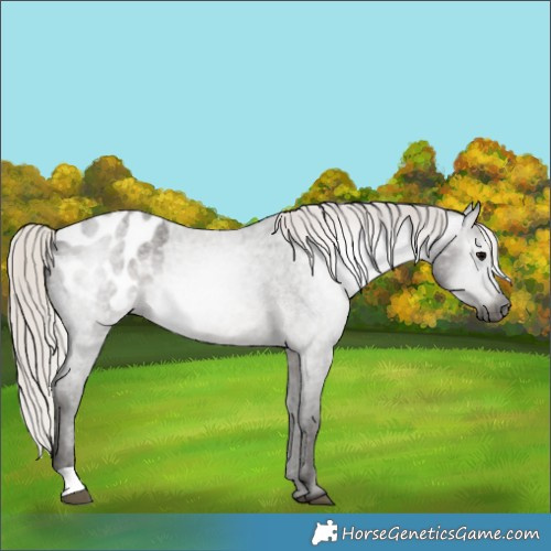 Horse Color:Gray Silver Blue Roan Appaloosa 