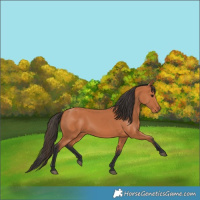 Horse Color:Bay 