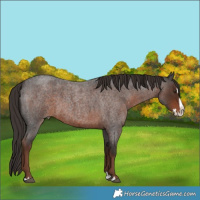 Horse Color:Liver Red Roan Splash 