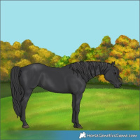Horse Color:Black 